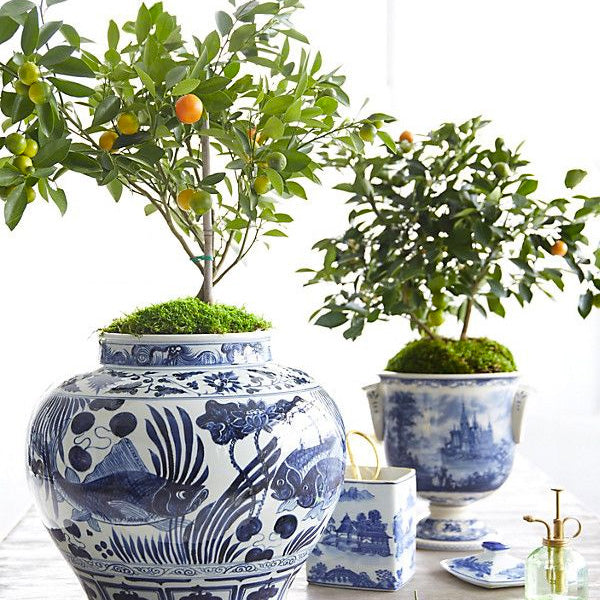Citrus Inspiration